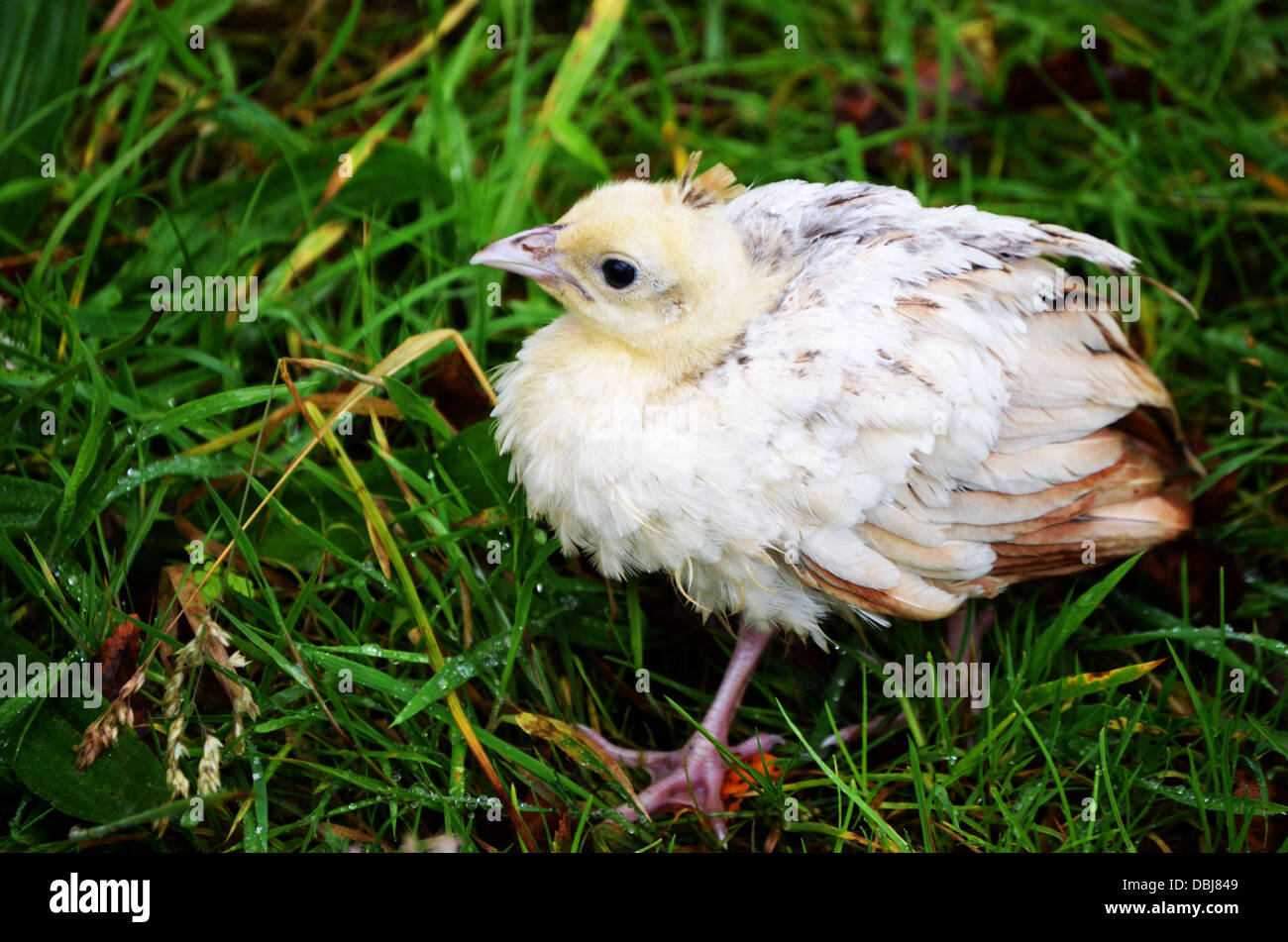 Tier, Tierwelt, Natur Stockfoto