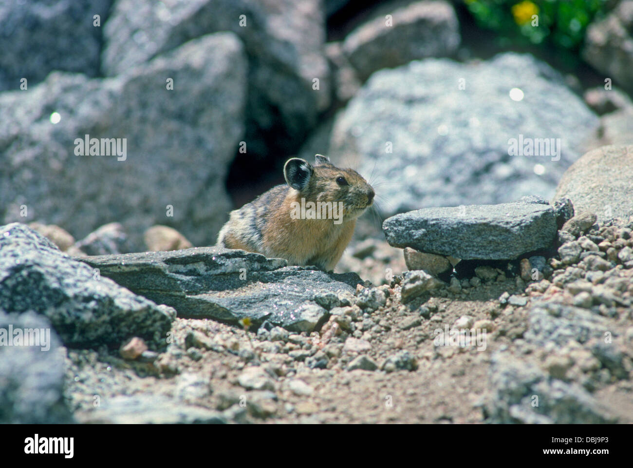 Pika oder Cony ruht auf Felsen, (Ochotona Princeps) Mt. Evans, Colorado USA Stockfoto