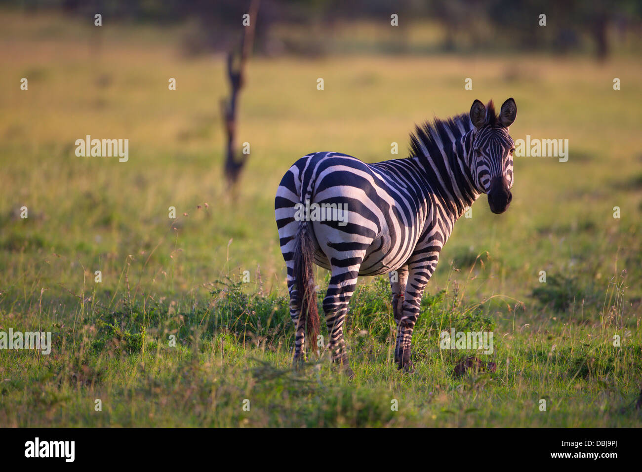 Zebra - Ol Kinyei Conservancy. Kenia, Afrika. Stockfoto