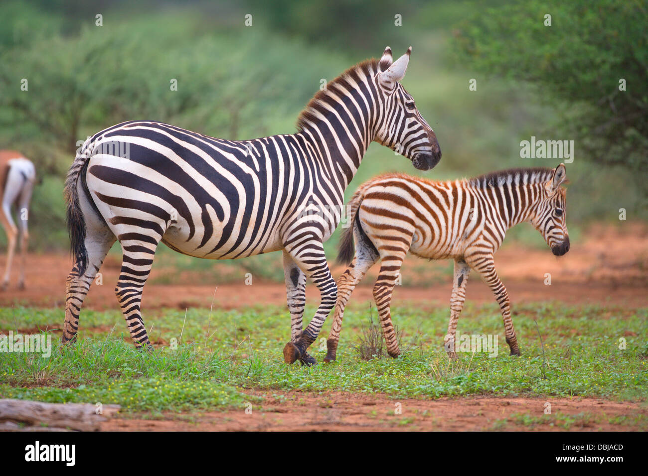 Zebra. Ol Kinyei Conservancy. Kenia, Afrika Stockfoto