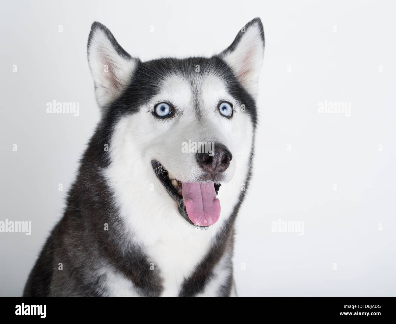 Siberian Husky mit blauen Augen auf weiß / Schnee Hintergrund Stockfoto