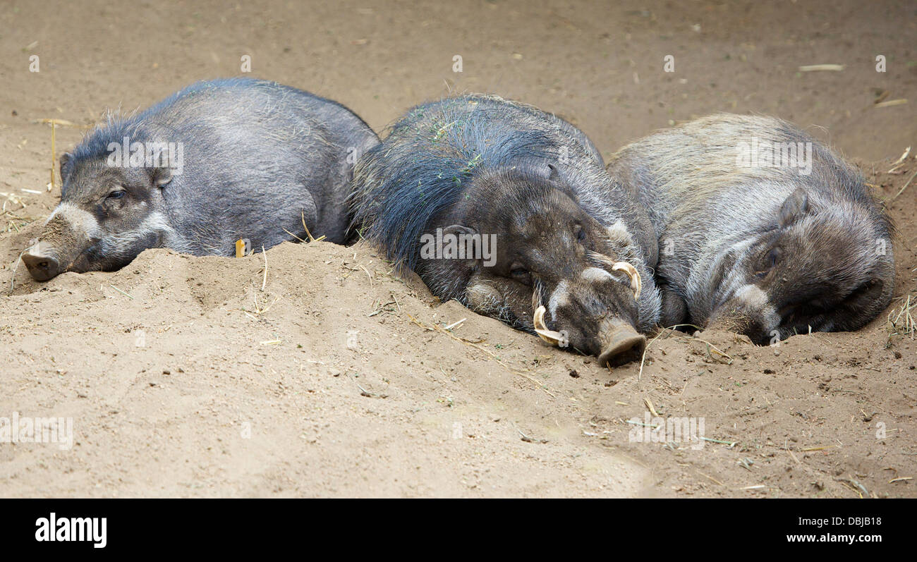 Drei schlafen schlafen North Sulawesi Hirscheber, eine indonesische Schwein Stockfoto