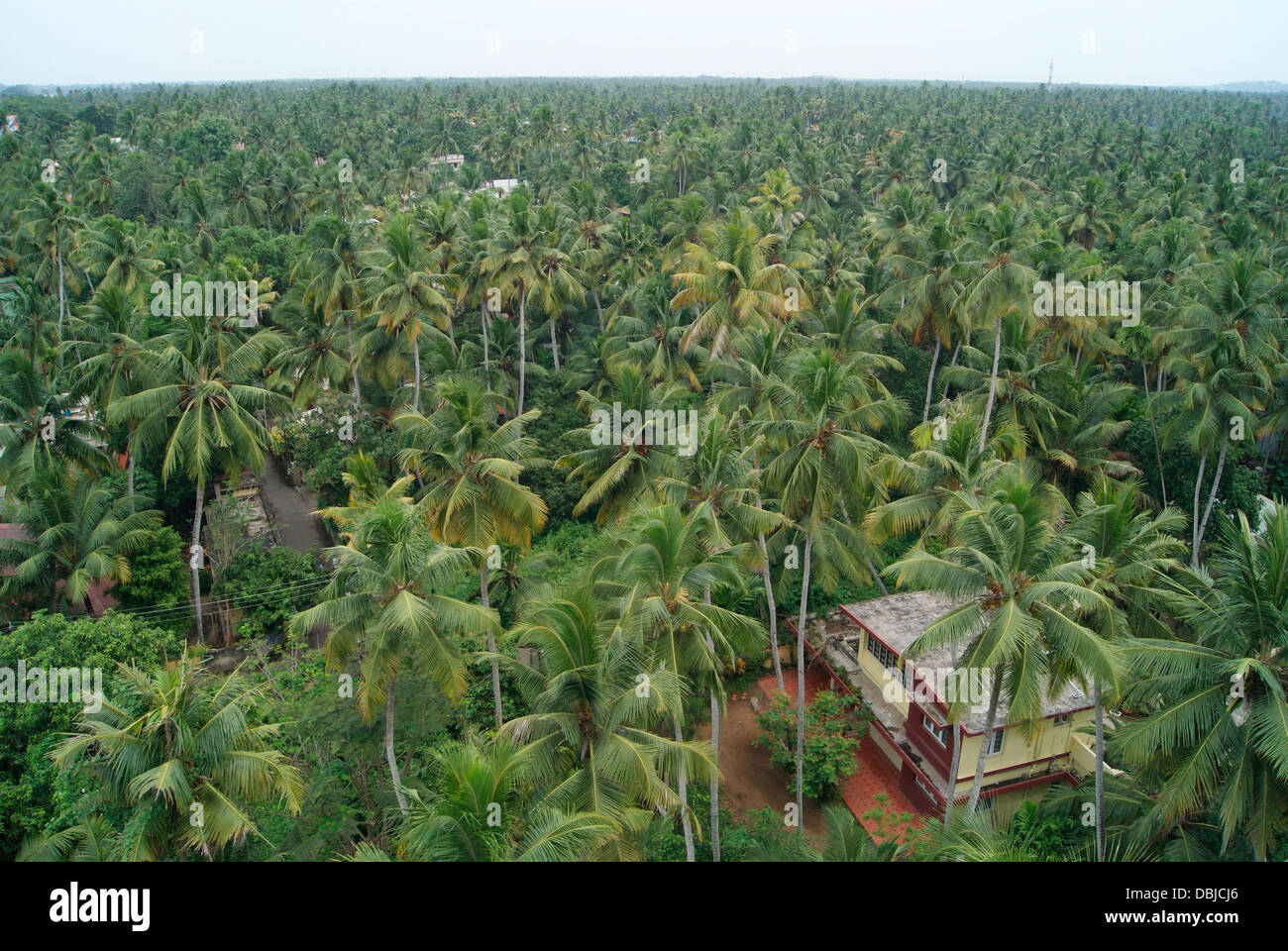 Kerala das Hause Land der Kokosnuss Bäumen Luftbild Landschaft Indien Stockfoto