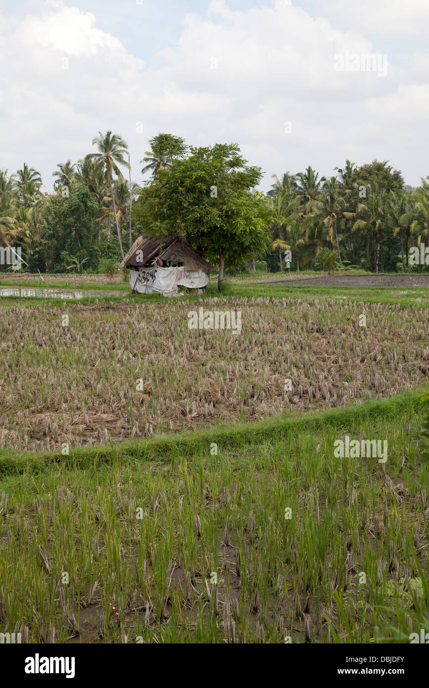 Reisfeld, Ubud, Bali, Indonesien Stockfoto