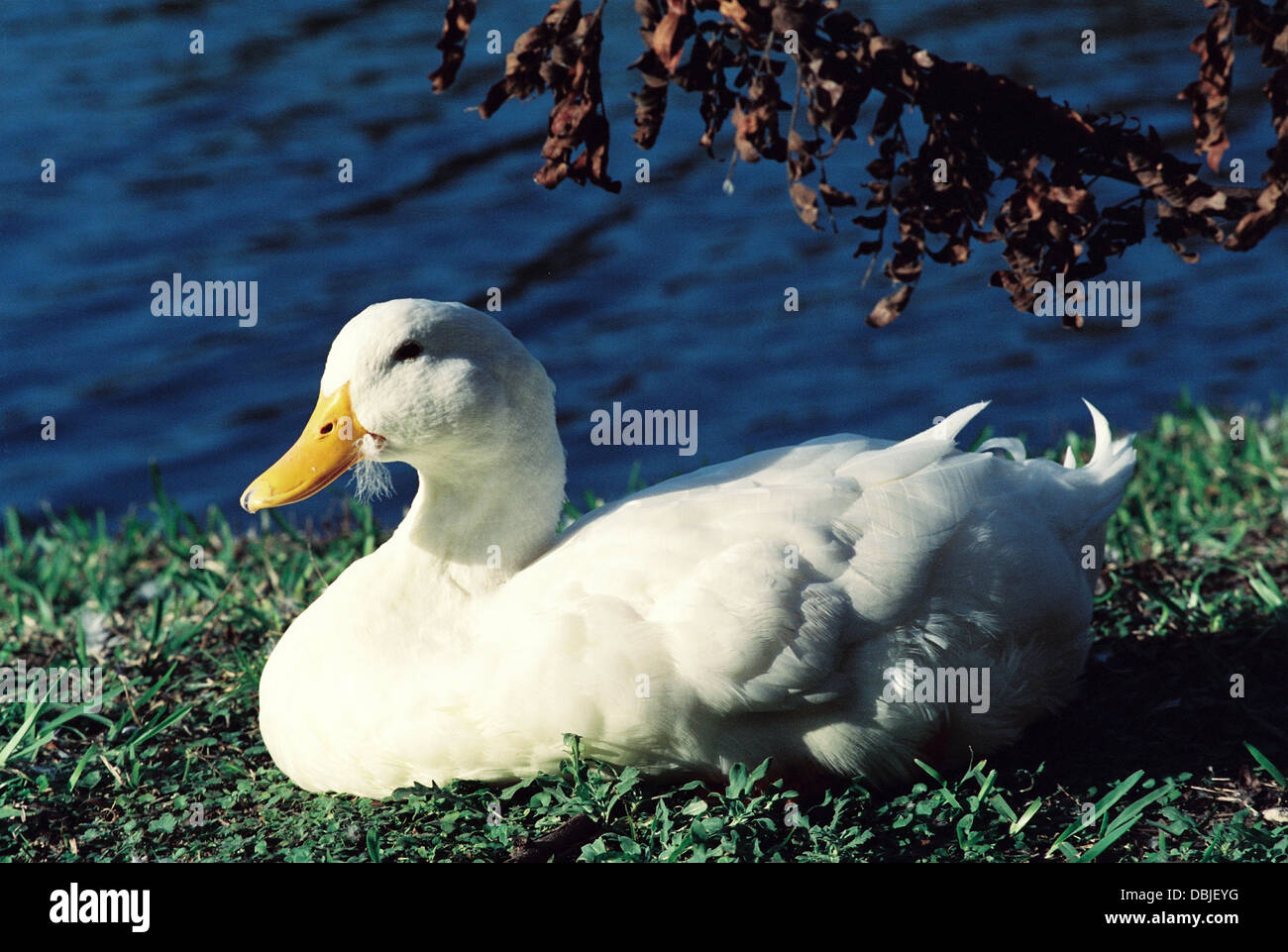 Domestizierte Ente, entspannt auf der Wiese eines Teiches Gemeinschaft.  Florida Vereinigte Staaten von Amerika Stockfoto