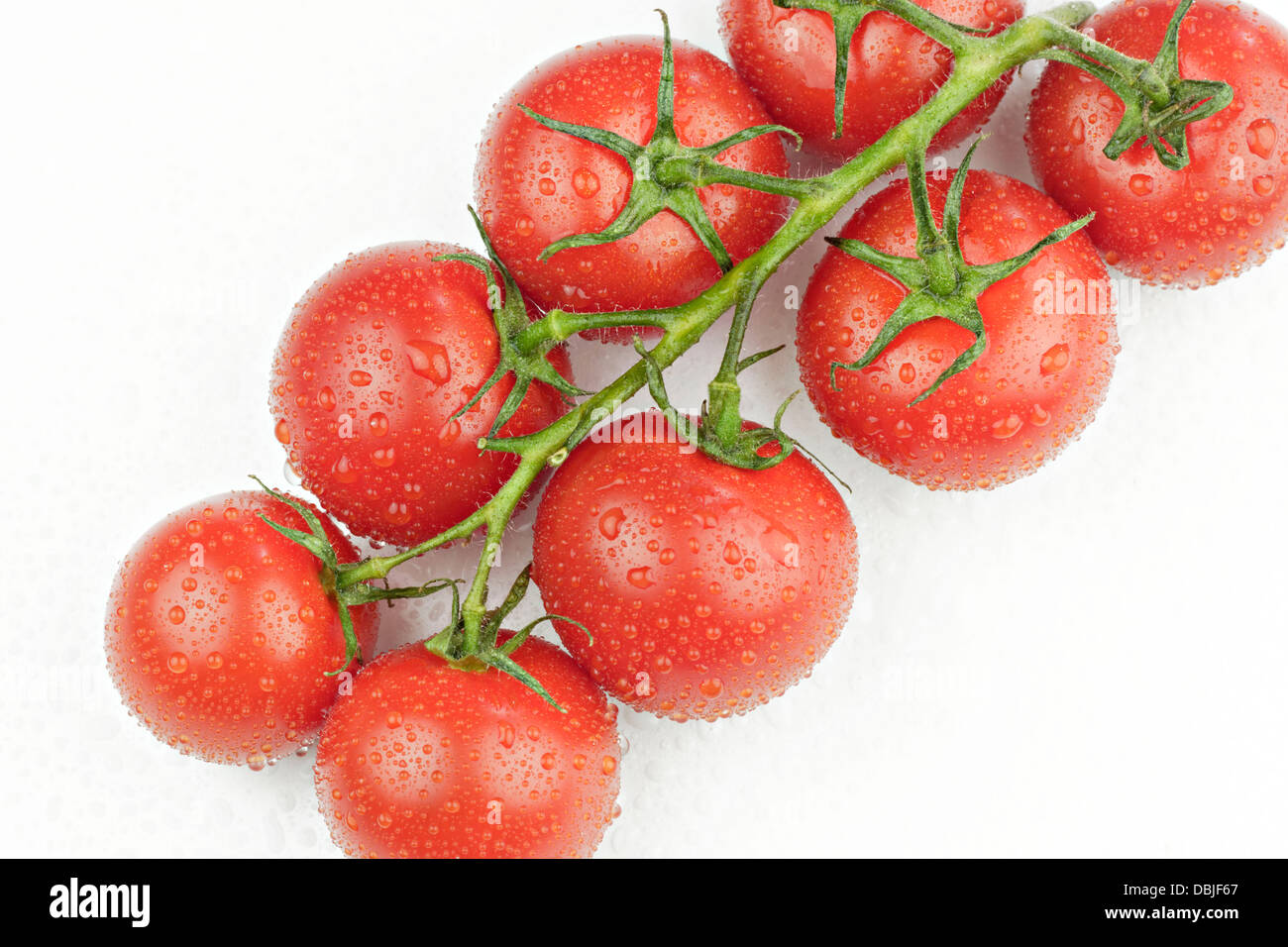 Nassen roten Tomaten an Rebstöcken Stockfoto