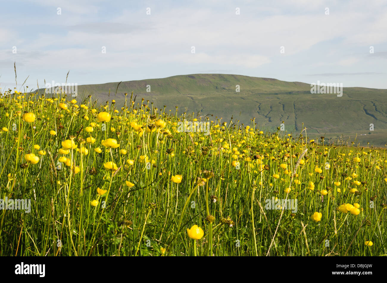 Globus-Blumen auf nationale Natur-Rerserve Ingleborough Stockfoto