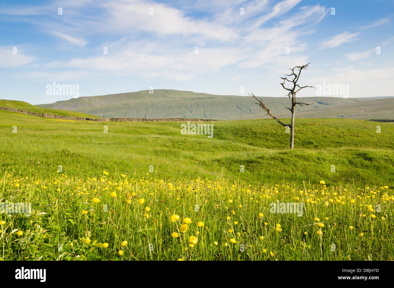 Ein toter Baum auf Ingleborough Nature Reserve mit Globus Blumen in voller Blüte Stockfoto