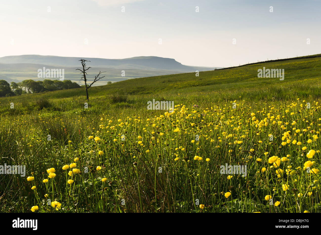 Kugel-Blumen - Europaeus Trollblume - Blüte auf Ingleborough mit Pen-y-Gent darüber hinaus. Stockfoto
