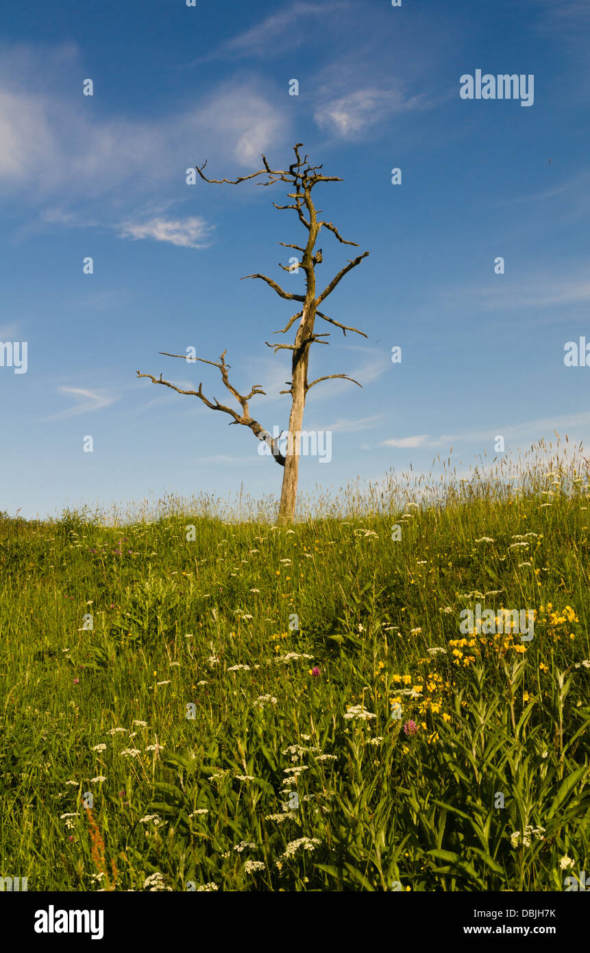Einsamer toter Baum mit Wiesenblumen im Vordergrund Stockfoto
