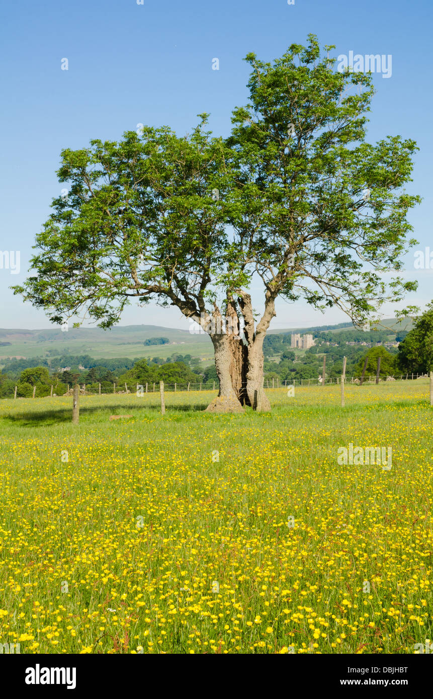 Ansicht des Wensleydale im Sommer Stockfoto