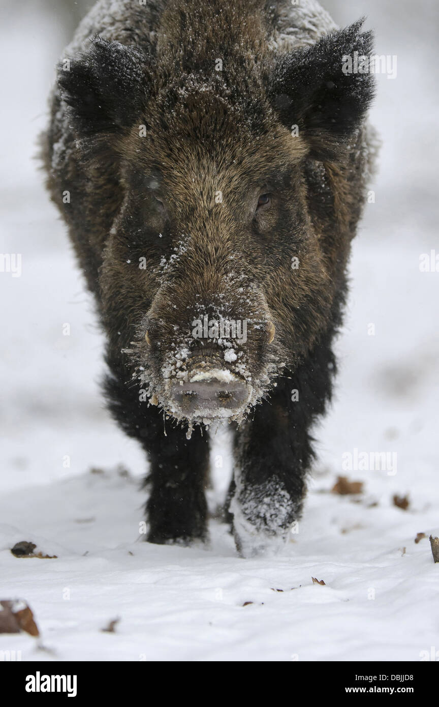 Wildschwein auf Nahrungssuche Wildschwein im Winter, Sus Scrofa, Niedersachsen, Deutschland, Europa Stockfoto
