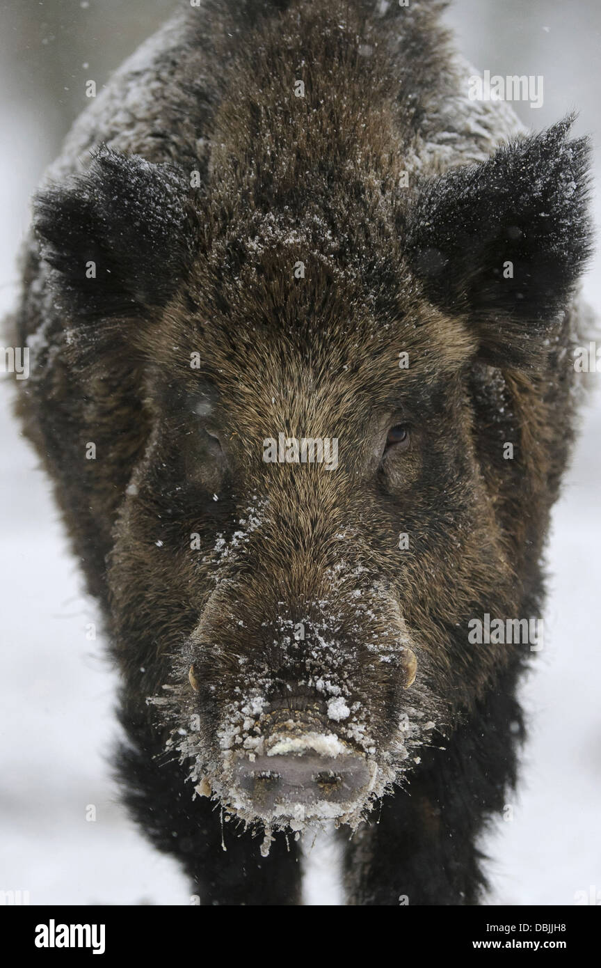 Wildschwein auf Nahrungssuche Wildschwein im Winter, Sus Scrofa, Niedersachsen, Deutschland, Europa Stockfoto