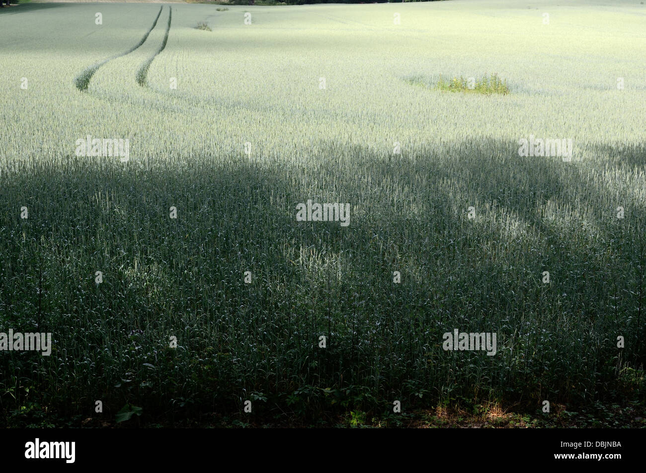 Sommerlandschaft, Straße im Feld, Finnland Stockfoto