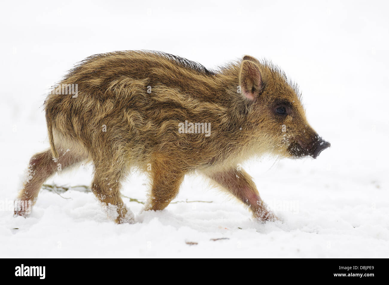 Junge wilde Eber im Schnee, Sus Scrofa, Niedersachsen, Deutschland, Europa Stockfoto