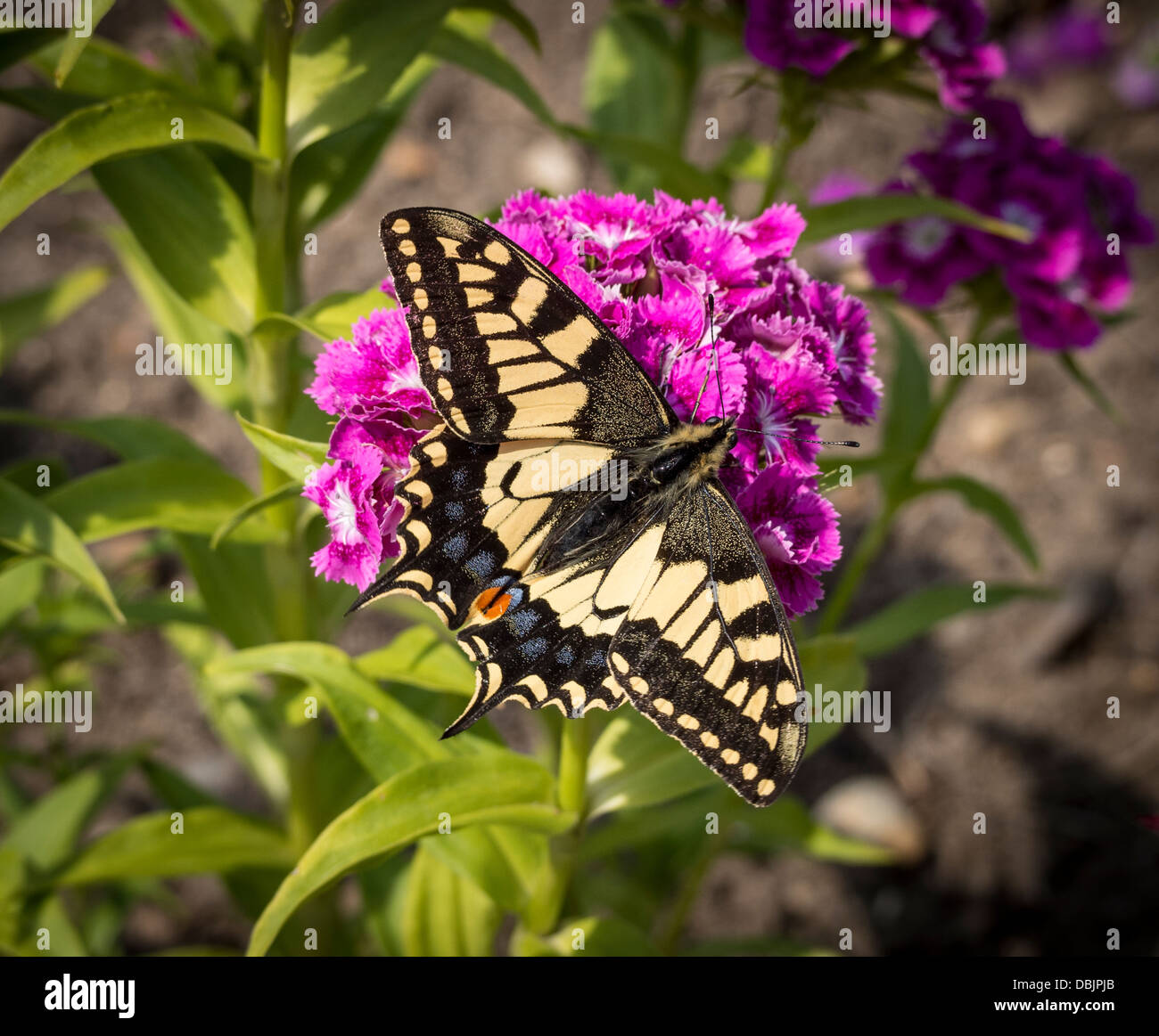Wilde Schwalbenschwanz Schmetterling Papilio Machaon ernähren sich von Nektar von Dianthus Blumen in Norfolk UK Fenland Garten Stockfoto