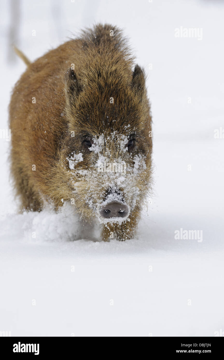 Wildschweine im Schnee, Sus Scrofa, Niedersachsen, Deutschland, Europa Stockfoto