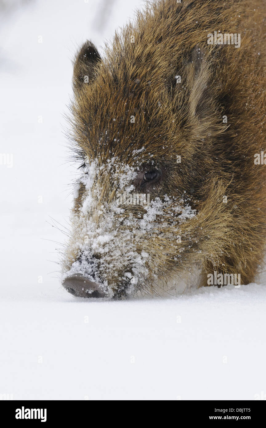Wildschweine im Schnee, Sus Scrofa, Niedersachsen, Deutschland, Europa Stockfoto