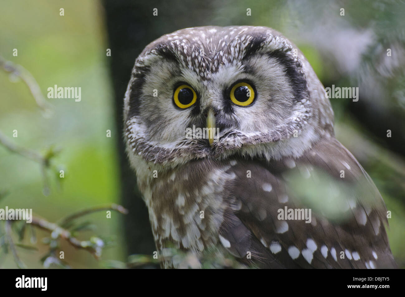 Der Rauhfußkauz Eule, Aegolius Funereus, Bayerischer Wald, Bayern, Deutschland, Europa Stockfoto