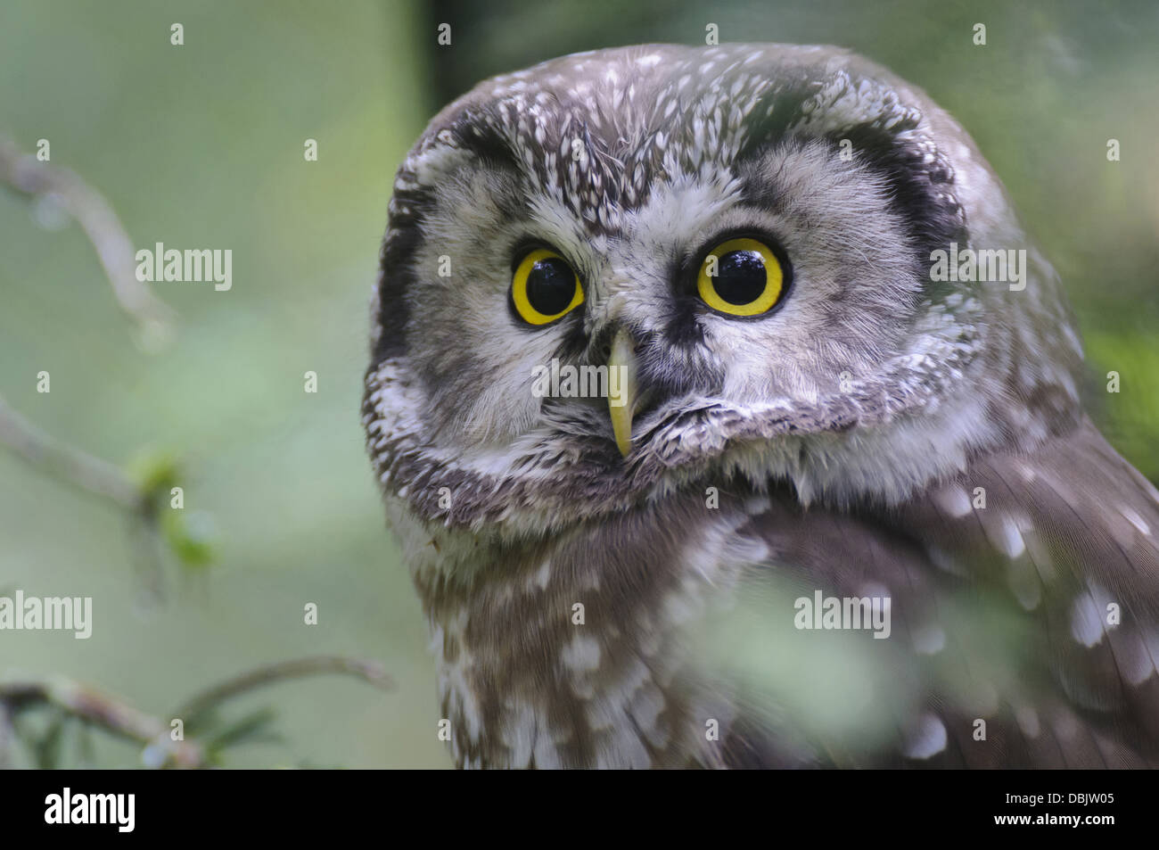 Der Rauhfußkauz Eule, Aegolius Funereus, Bayerischer Wald, Bayern, Deutschland, Europa Stockfoto