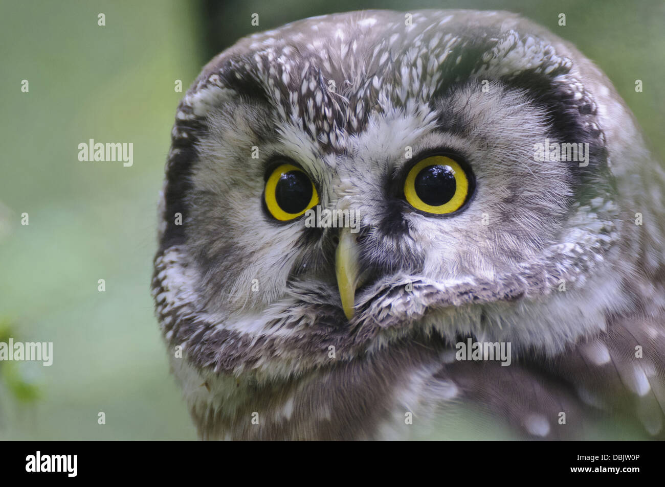 Der Rauhfußkauz Eule, Aegolius Funereus, Bayerischer Wald, Bayern, Deutschland, Europa Stockfoto