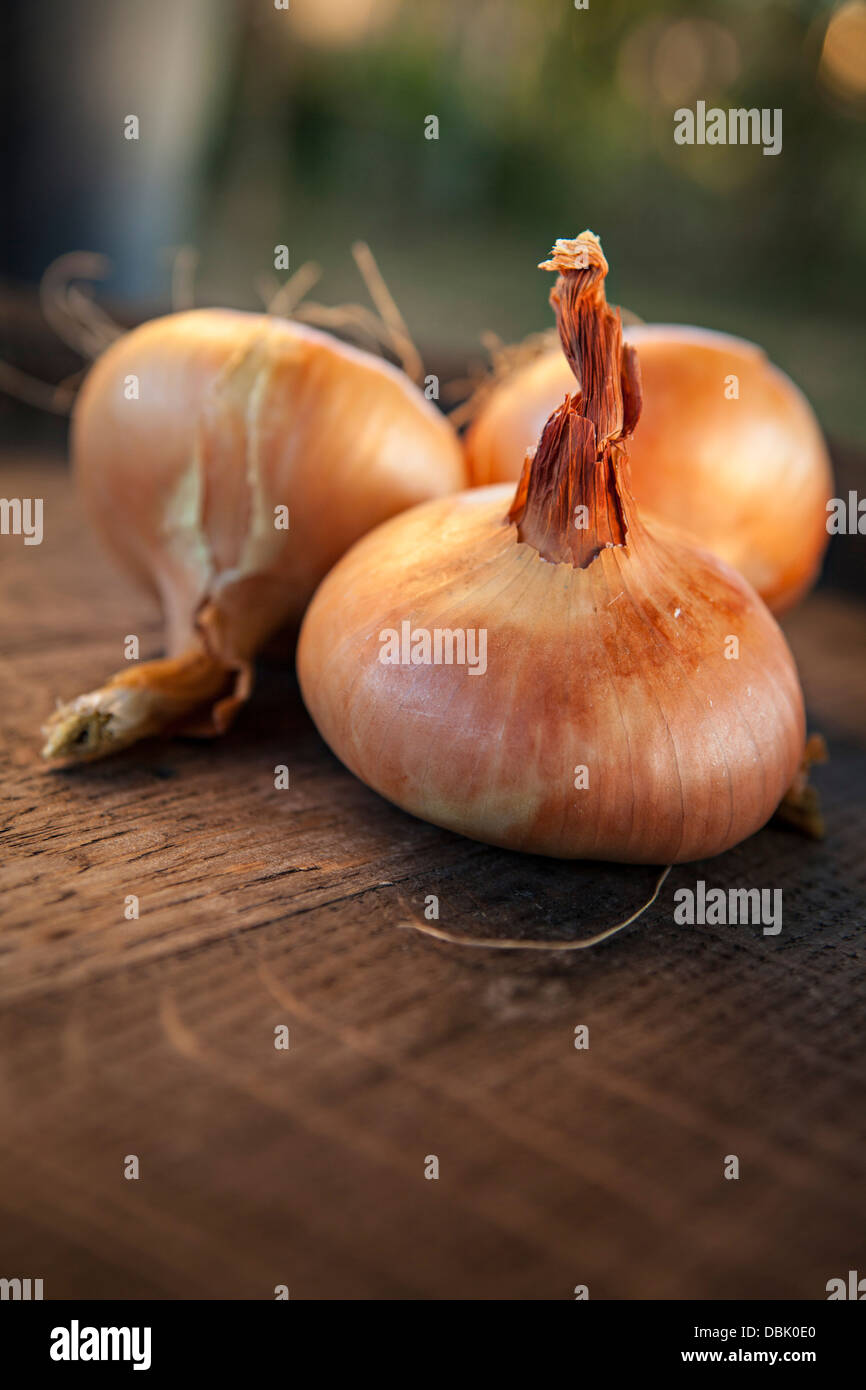 Drei Zwiebeln, Nahaufnahme, Kroatien, Slawonien, Europa Stockfoto