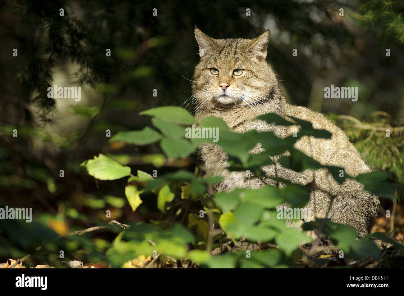 Wildkatze, Felis Silvestris, Bayerischer Wald, Bayern, Deutschland, Europa Stockfoto