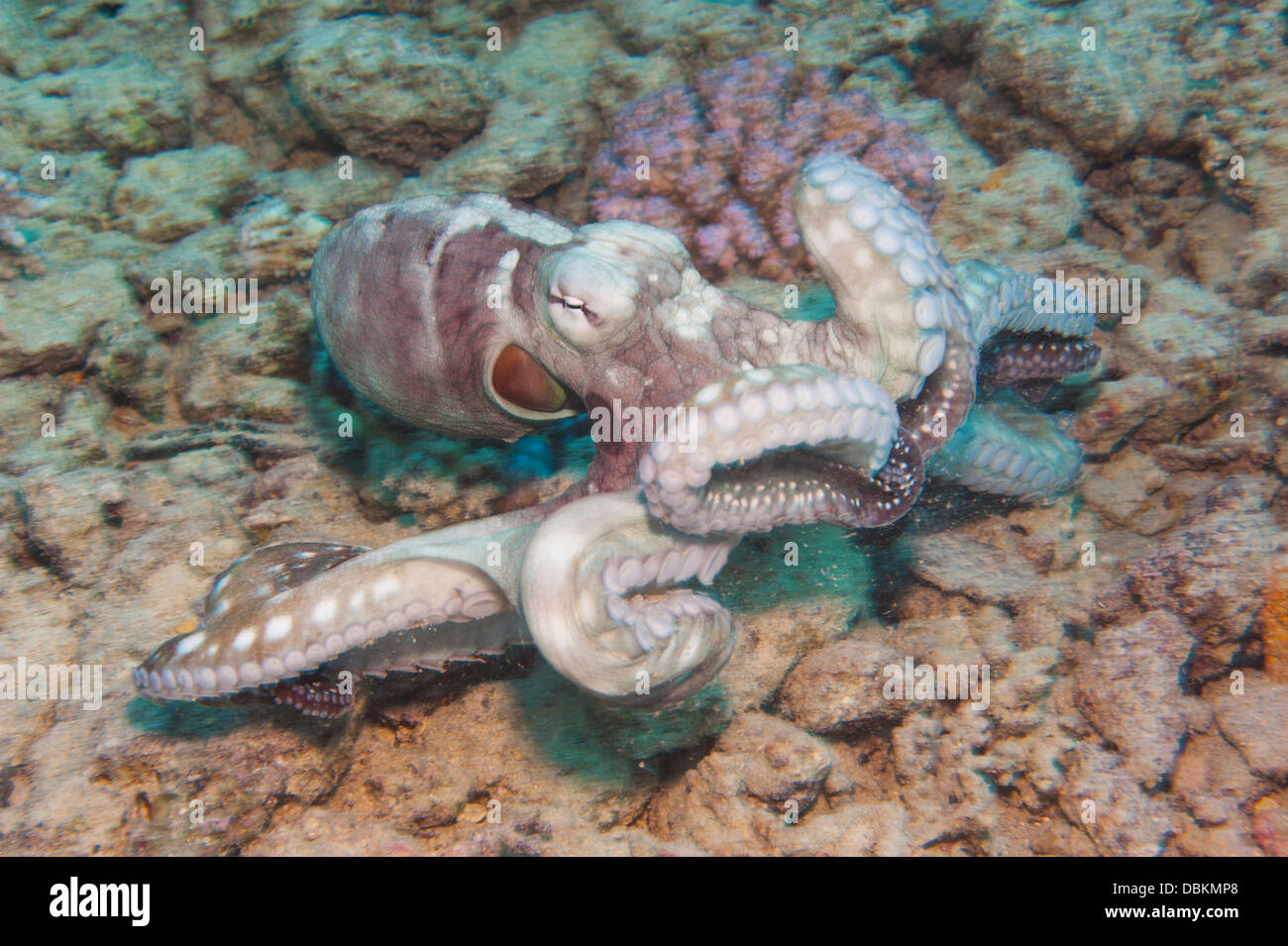 Gemeinsamen Riff Tintenfisch Unterwasser schwimmen auf tropischen Korallen Meeresboden Stockfoto