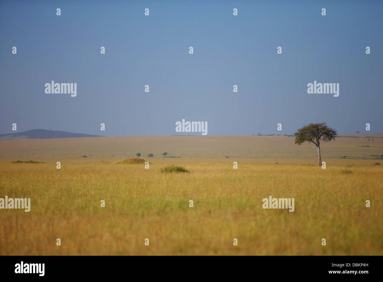 Blick auf die Savanne. Ol Kinyei Conservancy Bereich. Kenia, Afrika. Stockfoto