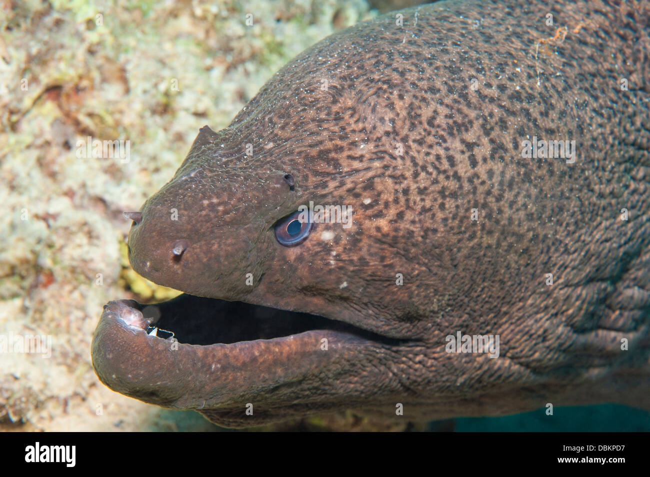 Riesen Muräne Gymnothorax Javanicus Closeup mit Mund öffnen unter Wasser an einem tropischen Korallenriff Stockfoto