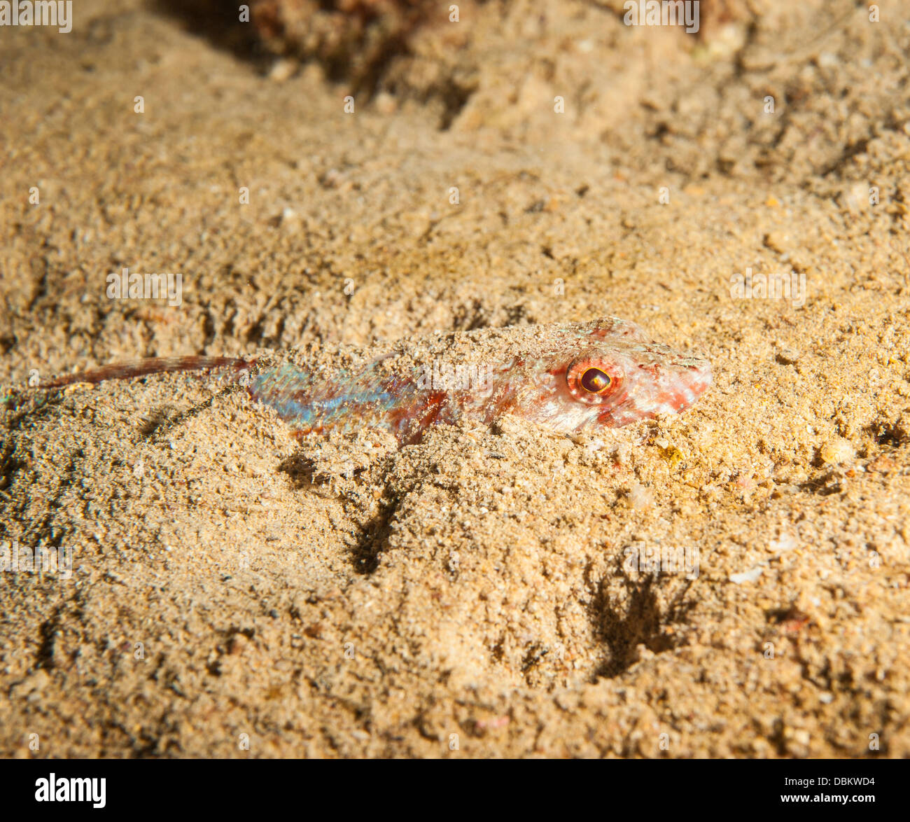 Riff Eidechsenfisch begraben versteckt in sandigen Meeresboden auf tropischen Korallenriff Stockfoto