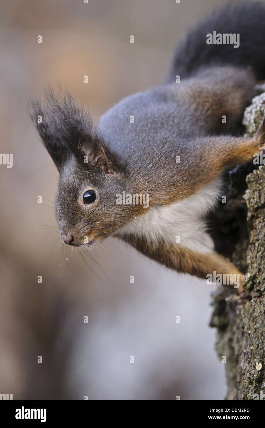 Eichhörnchen, Sciurus Vulgaris, Niedersachsen, Deutschland, Europa Stockfoto