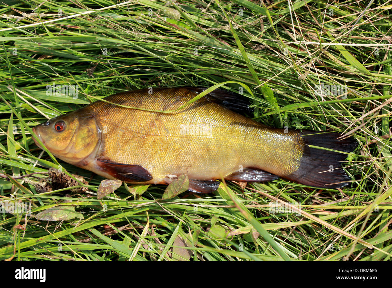 Bild von Gefangenen große Schleien in der Wiese liegend Stockfoto