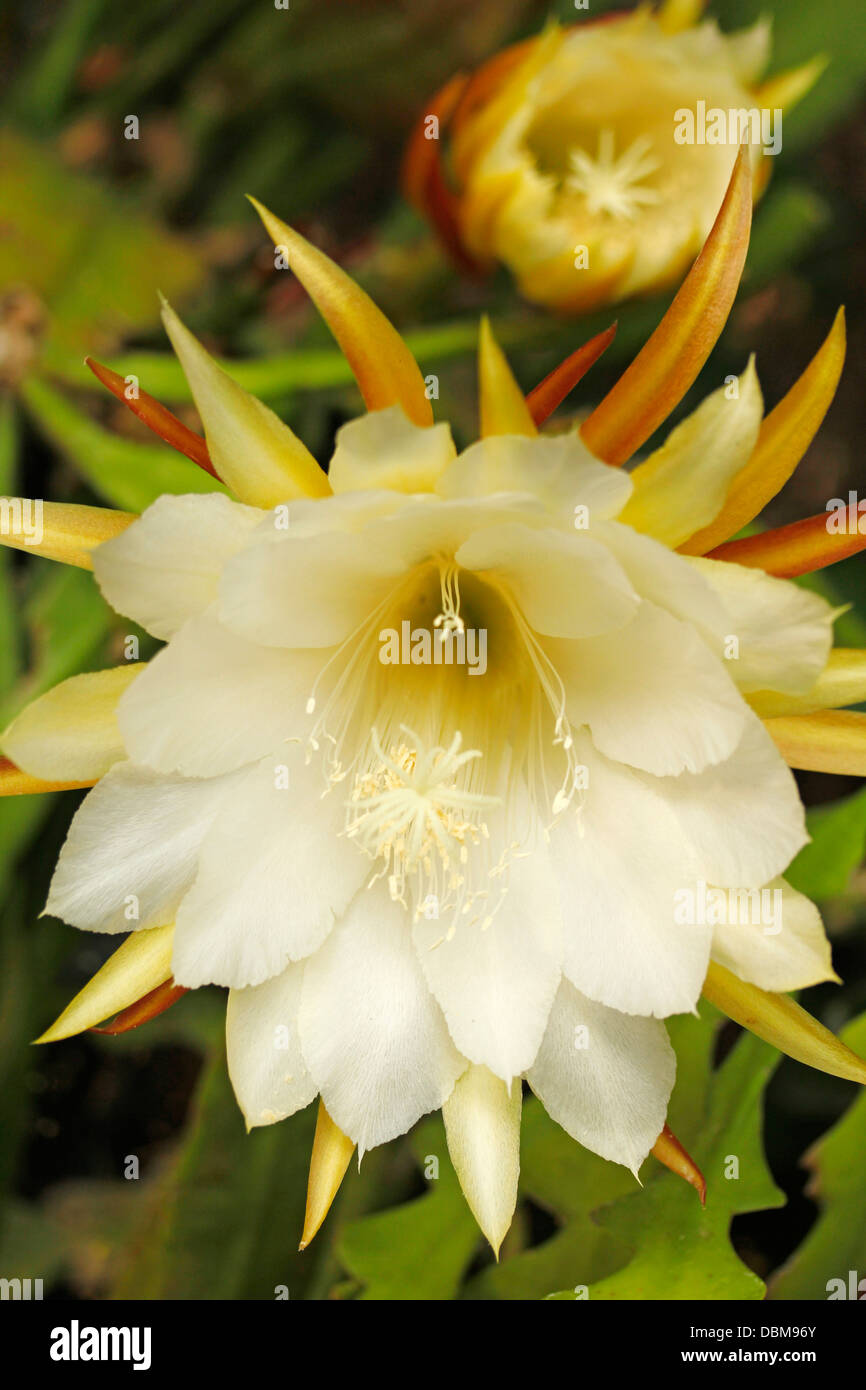 Epiphyllum Guatemalensis - Locken Orchideen-Kaktus Samen