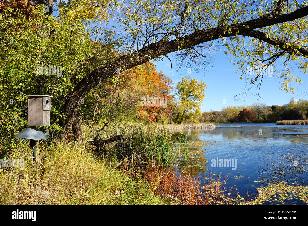 Birdbox an der Seite von einem schönen See im Herbst / Herbst Stockfoto