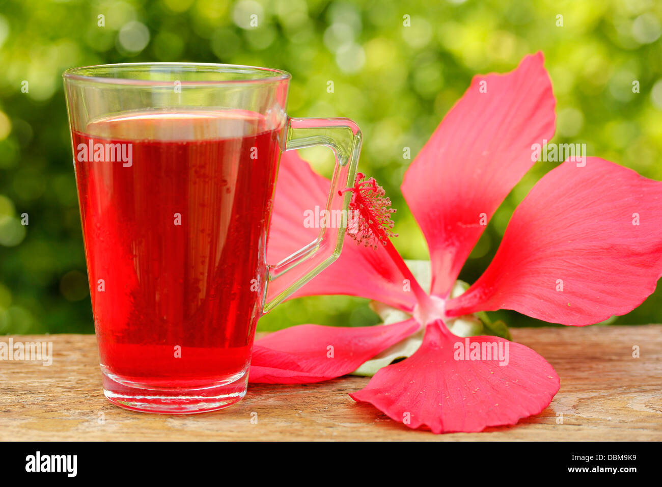 BiSSAP. Typisches Getränk des Senegal. Rozelle. Medizinische rote Hibiskus. Hibiscus Sabdariffa. Stockfoto