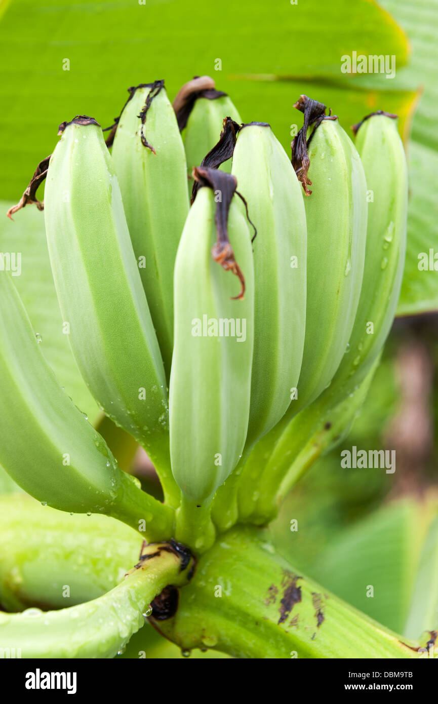 Eine Reihe von grünen Bananen wachsen auf dem Baum Stockfoto