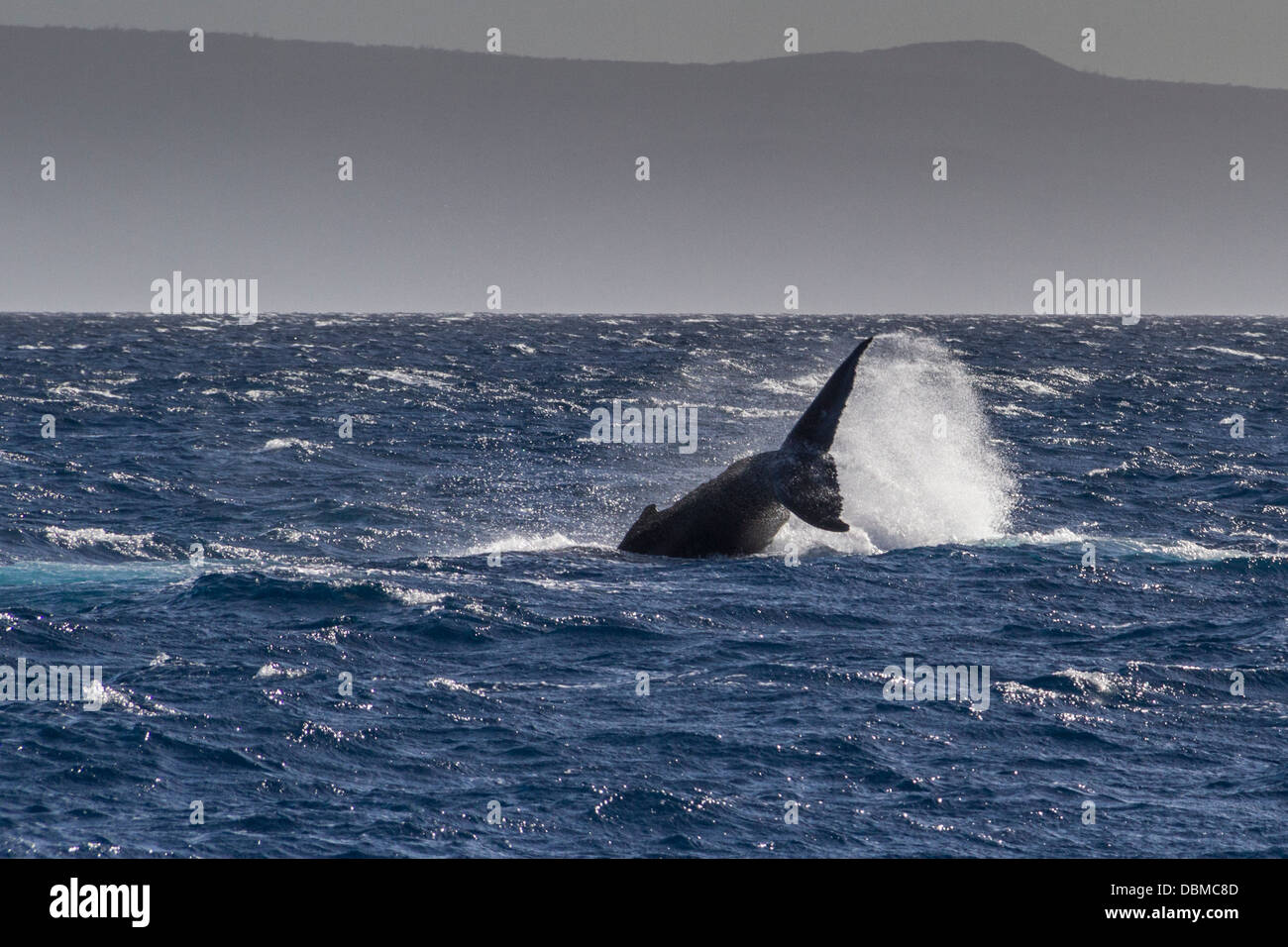 Buckelwal, Impressionen Novaeangliae Verletzung vor der westlichen Küste der Insel Maui in Hawaii. Stockfoto