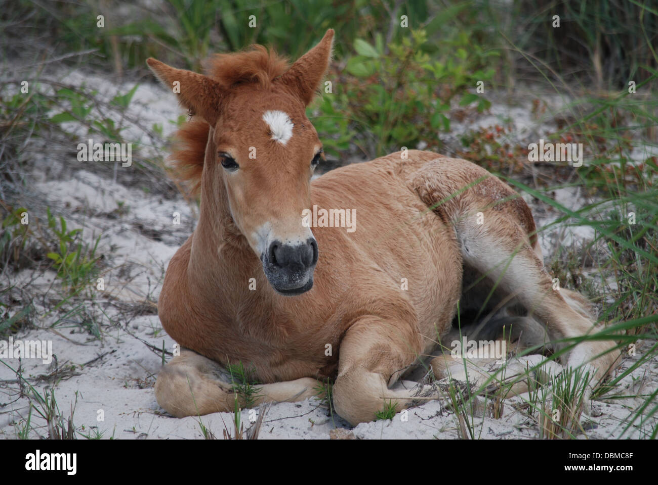 Assateague wild Baby ponie Stockfoto