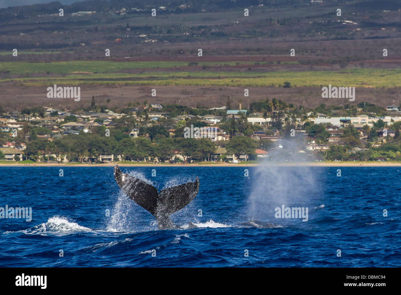 Buckelwal, Impressionen Novaeangliae vor der westlichen Küste der Insel Maui in Hawaii. Stockfoto