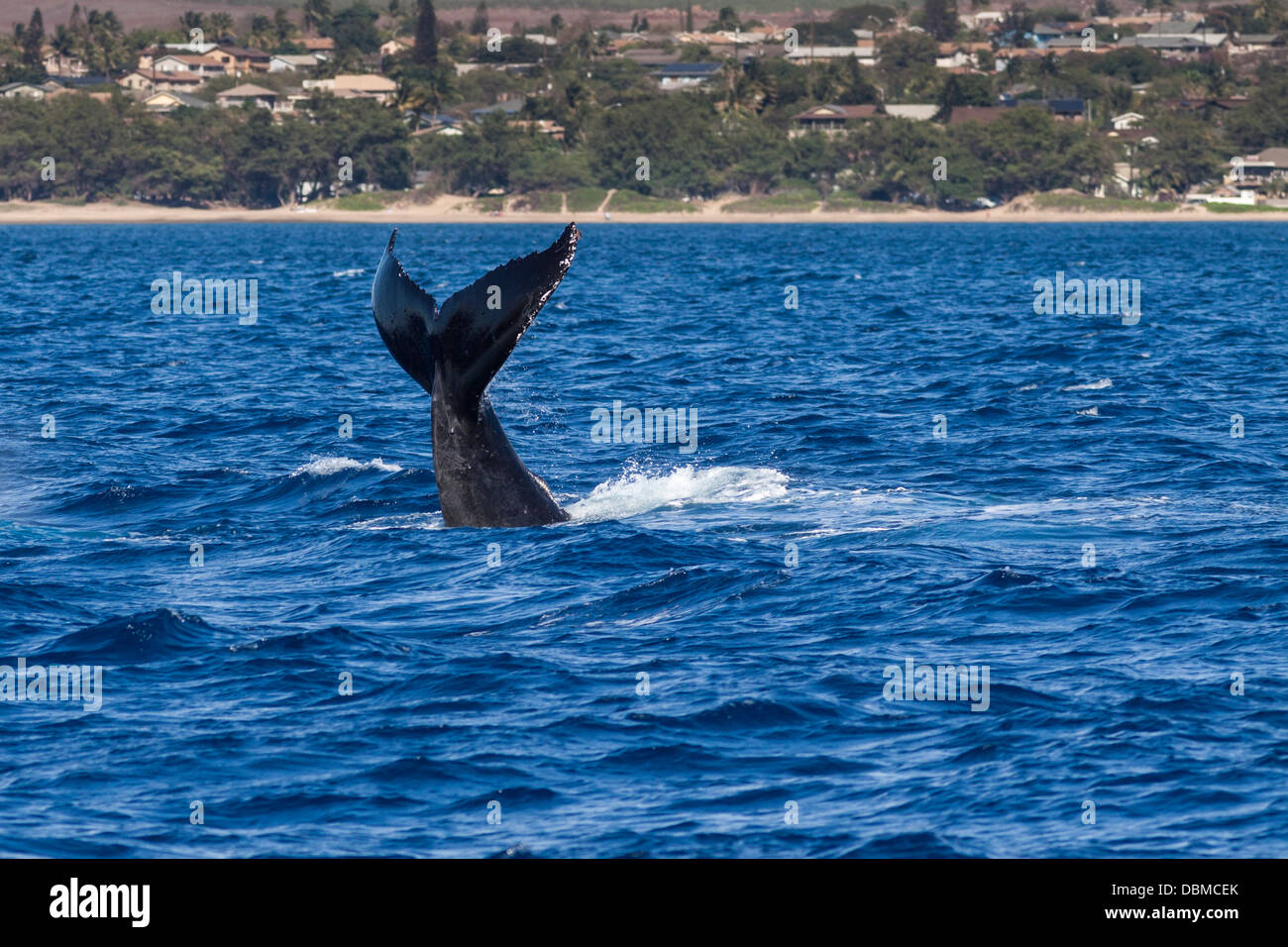 Buckelwal, Impressionen Novaeangliae Verletzung vor der westlichen Küste der Insel Maui in Hawaii. Stockfoto