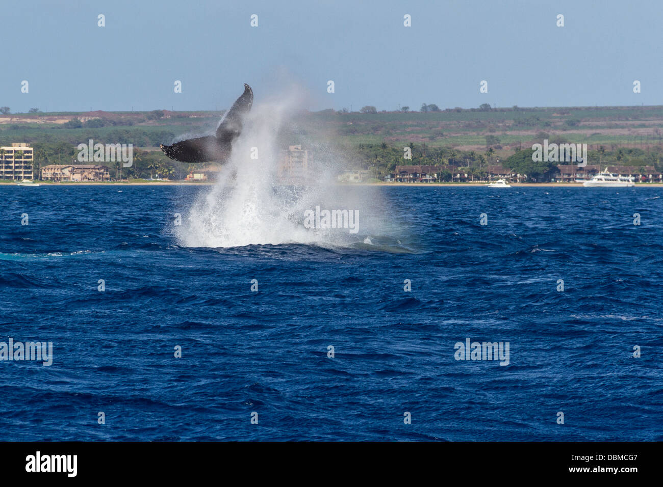 Buckelwal, Impressionen Novaeangliae Verletzung vor der westlichen Küste der Insel Maui in Hawaii. Stockfoto