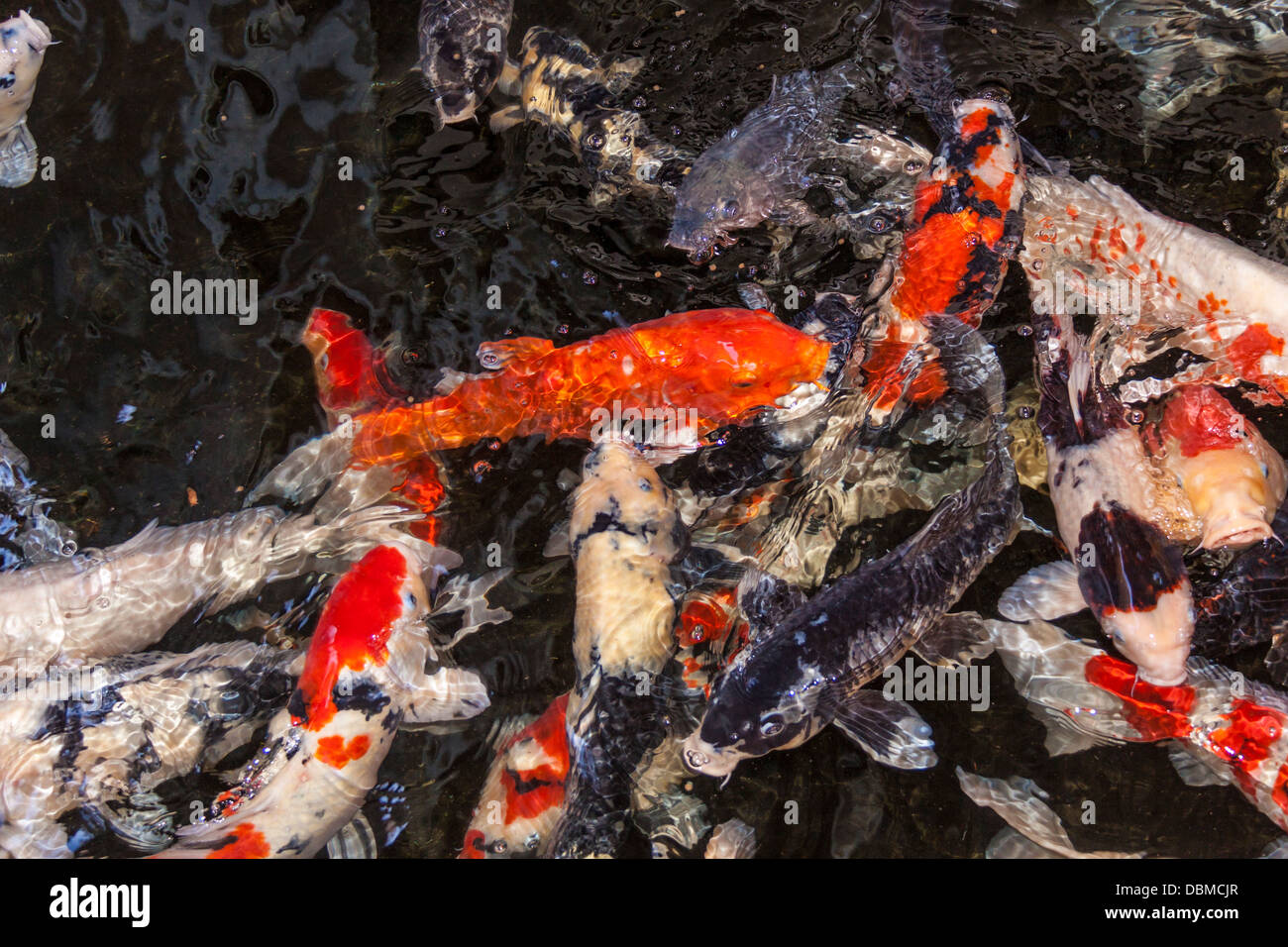 Koi Fisch im Hawaii Hyatt Regency Luxushotel und Resort. Koi sind Ziersorten von domestizierten Karpfen. Koi ist Japaner für Brokatkarpfen. Stockfoto