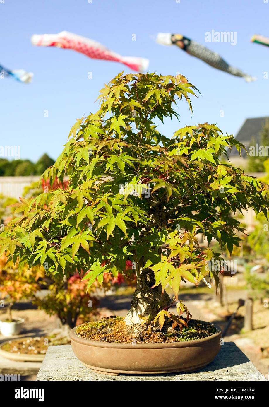 Bonsai im Topf befindet sich auf japanischer Garten Stockfoto