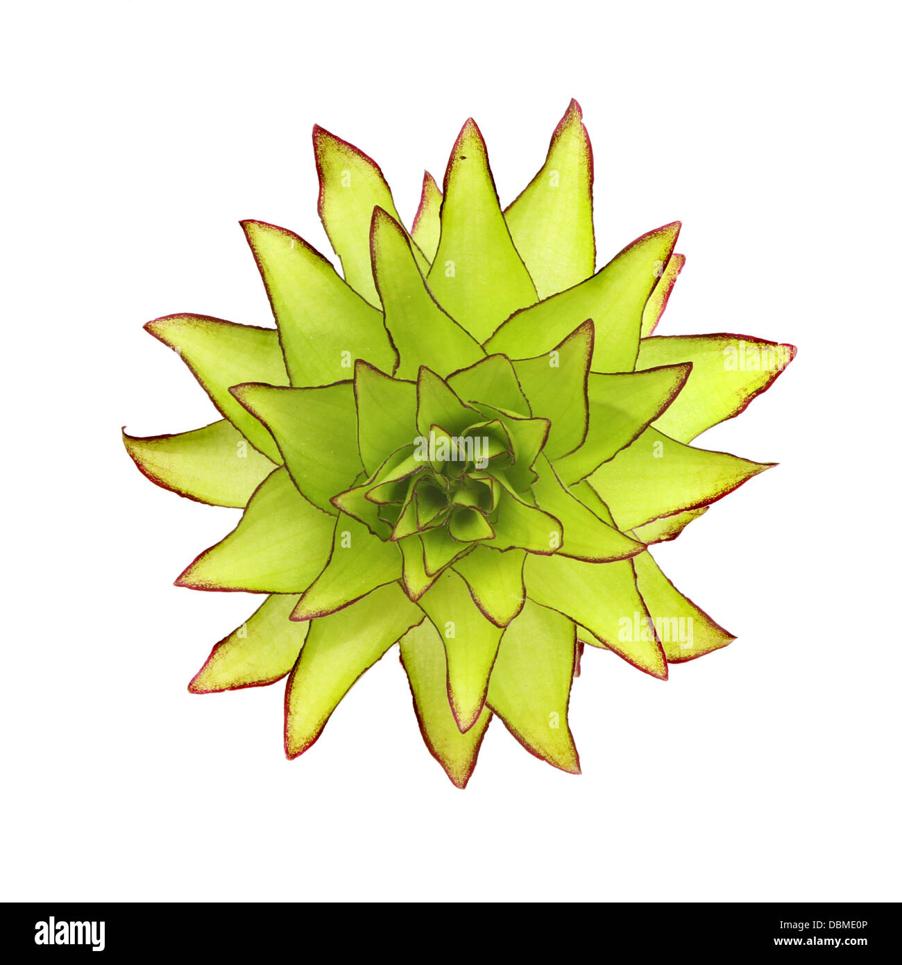 Closeup Draufsicht einer grünen Ananas Blume isoliert gegen weiß Stockfoto