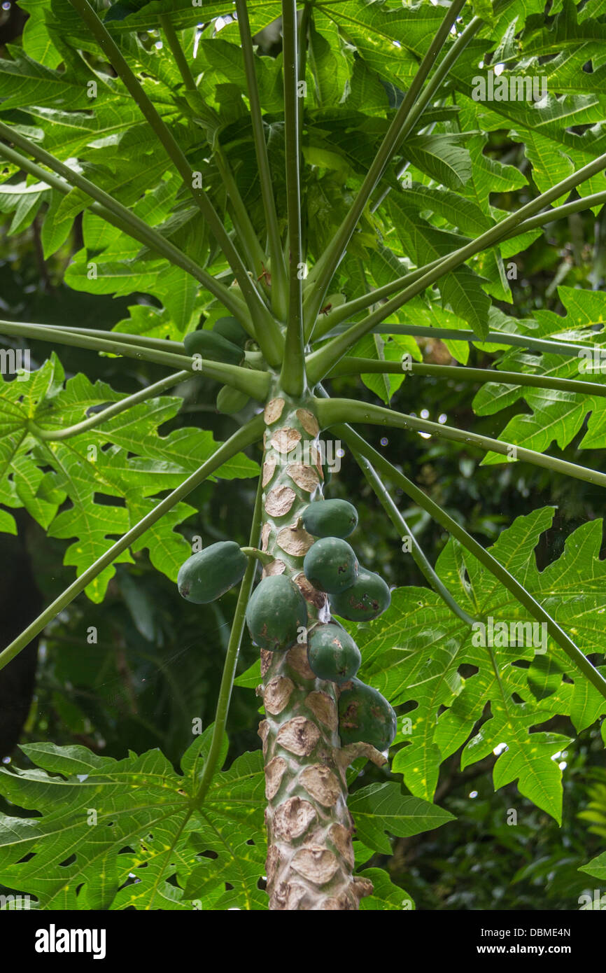 Papayas hawaii Fotos und Bildmaterial in hoher Auflösung Alamy