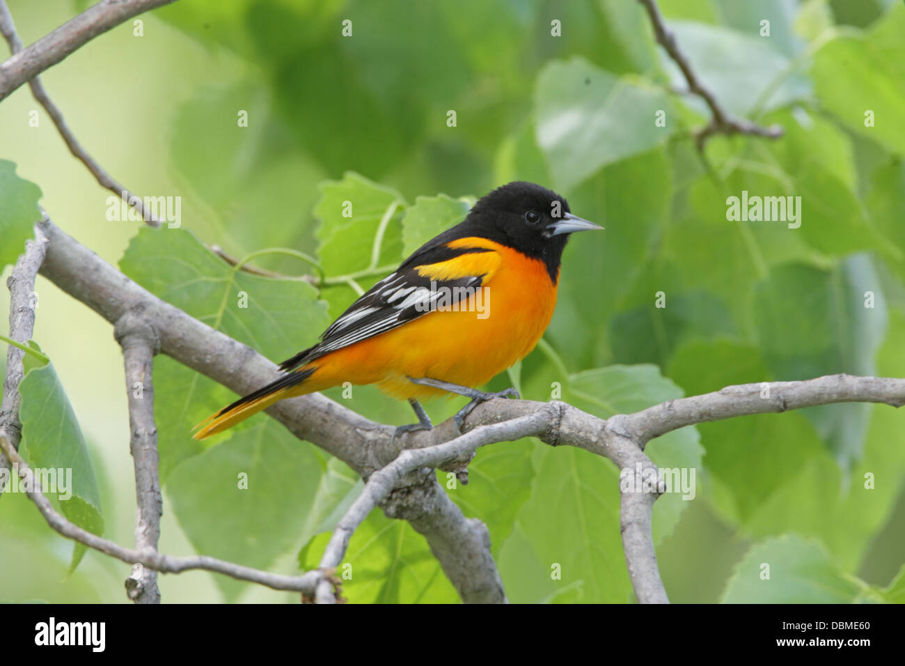 Baltimore Oriole thront in Cottonwood Baum Sitzender Vogel singbird Ornithologie Wissenschaft Natur Tierwelt Umwelt Stockfoto