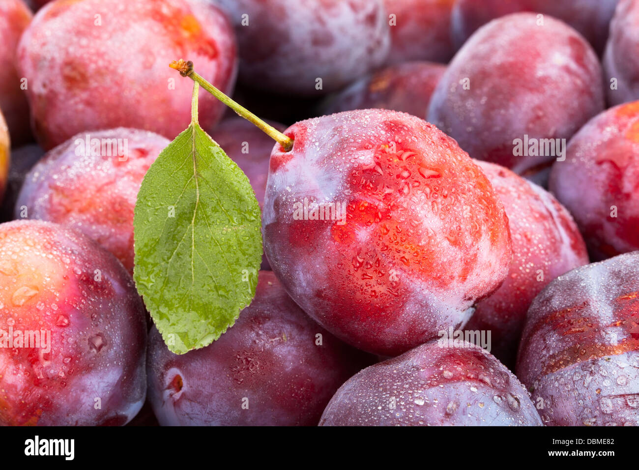 Pflaume rote Blatt Makro Nahaufnahme Stockfoto