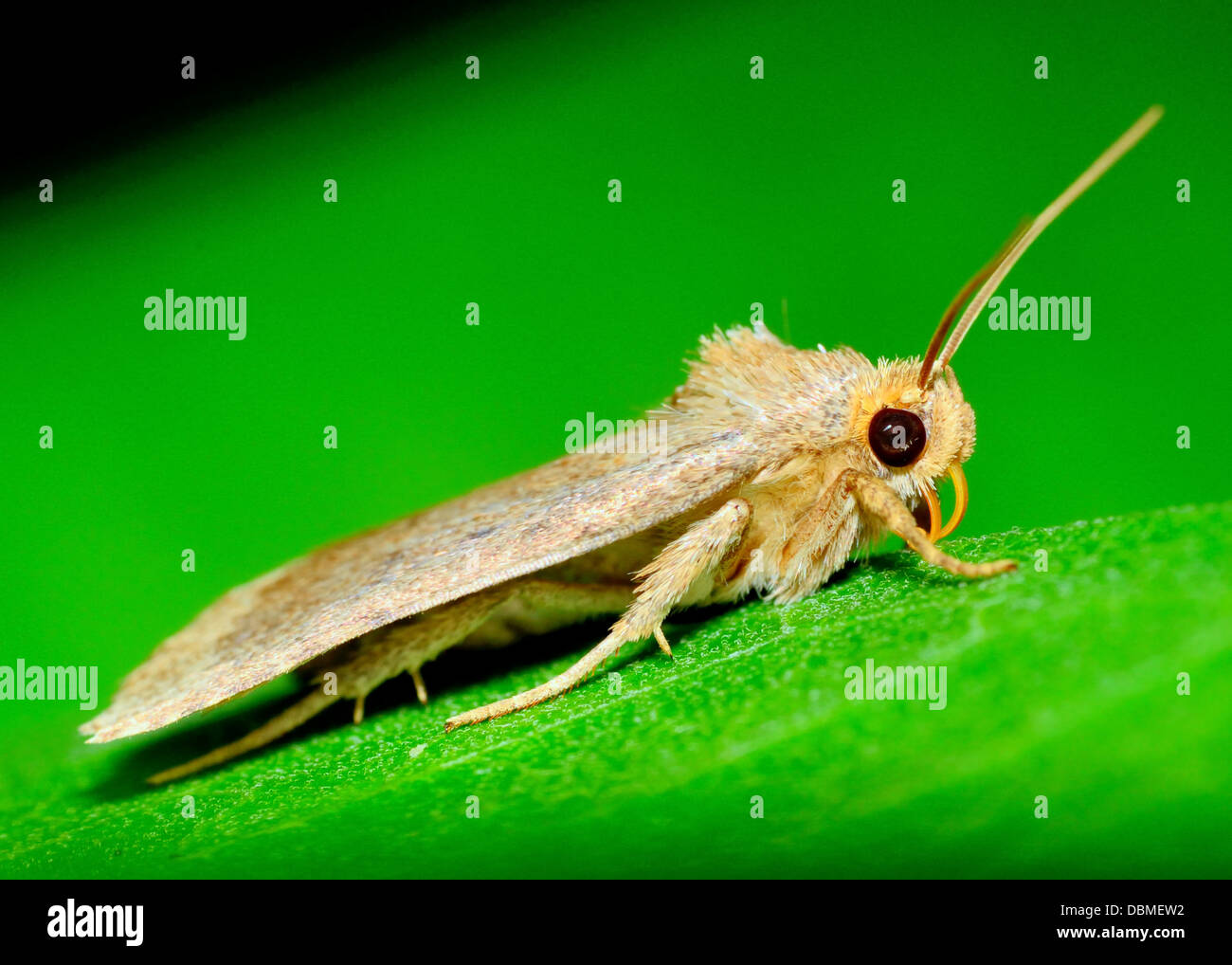 Motte Nahaufnahme Makroaufnahme thront auf einem Blatt. Stockfoto