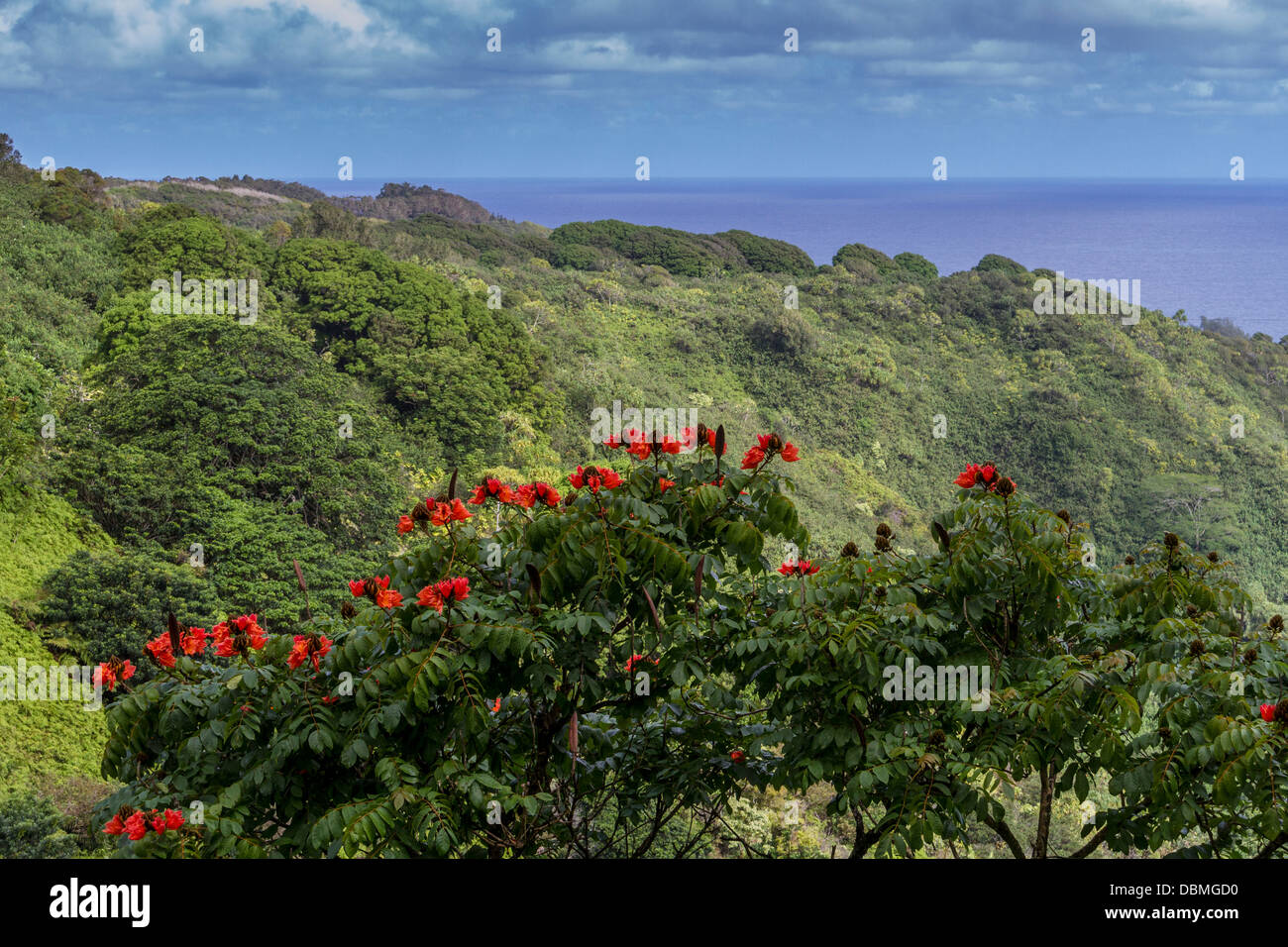 Afrikanische Tulpenbaum, Spathodea campanulata, und Candlenut Bäume, Aleurites moluccana, auf Maui in Hawaii. Stockfoto